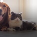 West Park Animal Hospital, a local veterinary business, grew traffic, new users by more than 300% optimizing their same investment level.