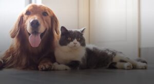 West Park Animal Hospital, a local veterinary business, grew traffic, new users by more than 300% optimizing their same investment level.