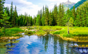 Mountain forest pond water landscape. Forest pond in mountains.