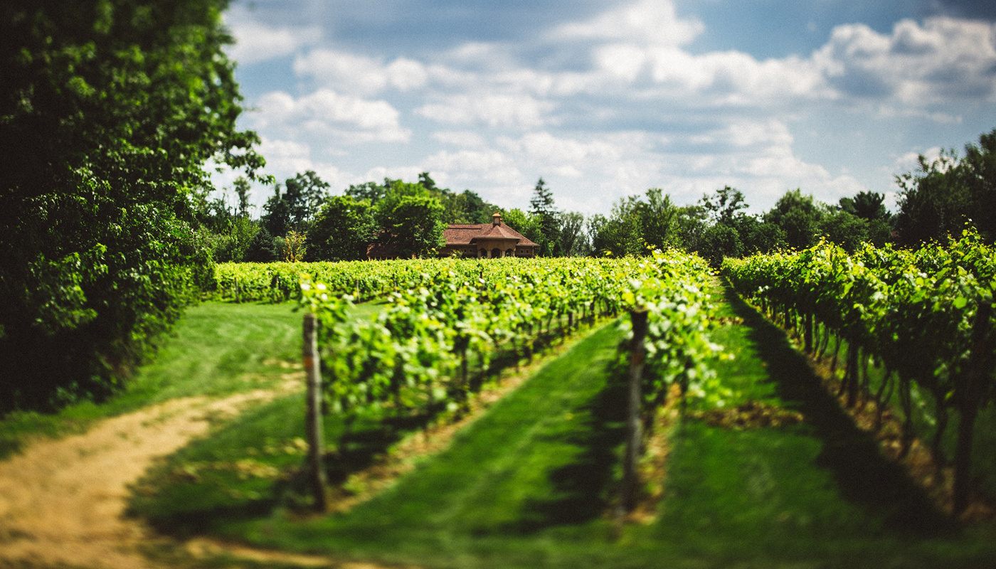 The Gervasi Vineyard's marketing strategy is seeing quantitative actions (high CTR and view through rates) resulting from their campaign.